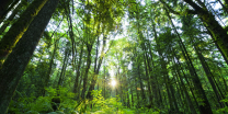 Sustainable-Old-Growth-Forest
