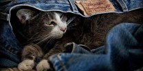 Cat With Levi's Label