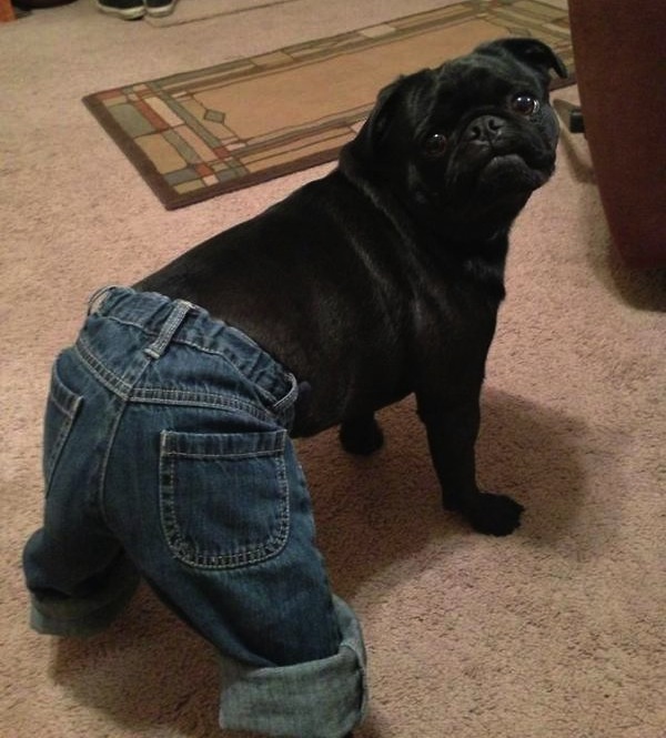 12 Adorable Denim-Clad Pets To Get You Excited For Sunday ...