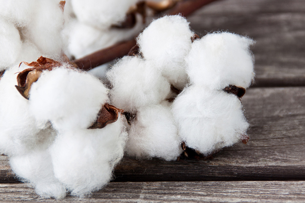 Why We're Invested in the Better Cotton Initiative - Levi Strauss & Co :  Levi Strauss & Co