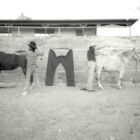 black and white image of two horses attached to a pair of Levi's® overalls to reenact the 2-Horse Pull logo