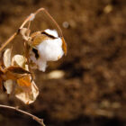 close up photo of cotton plant